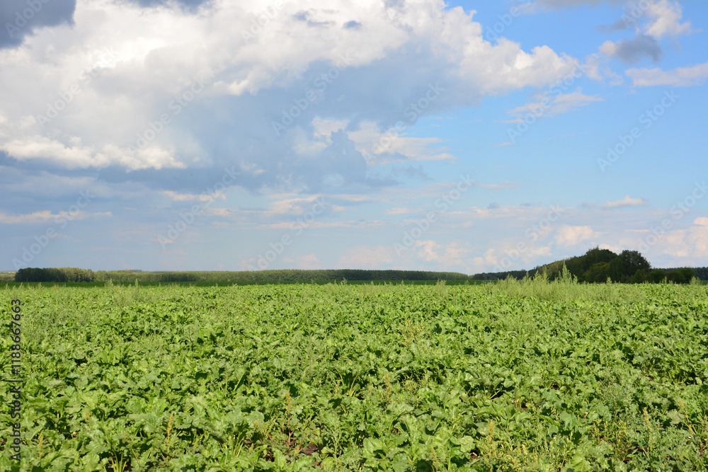 a sugar beetroot field with blue sky and some clouds summer background a sugar beetroot field with blue sky and some clouds summer background