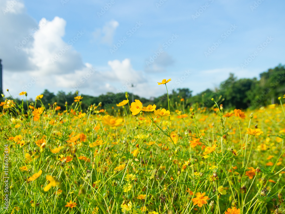 Beautiful colorful cosmos flowers in the field, blurred background and bright greenery and morning light. Beautiful colorful cosmos flowers in the field, blurred background and bright greenery and morning light.