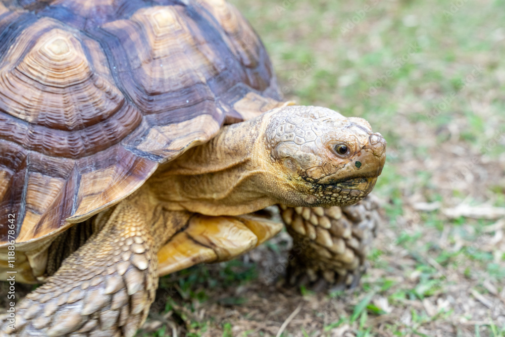A majestic Sulcata tortoise crawls leisurely across a vibrant green lawn, its textured shell showcasing intricate patterns that highlight its natural beauty A majestic Sulcata tortoise crawls leisurely across a vibrant green lawn, its textured shell showcasing intricate patterns that highlight its natural beauty