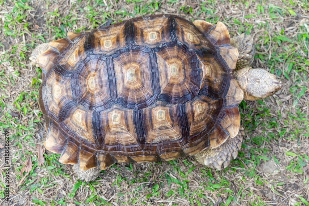 A majestic Sulcata tortoise crawls leisurely across a vibrant green lawn, its textured shell showcasing intricate patterns that highlight its natural beauty A majestic Sulcata tortoise crawls leisurely across a vibrant green lawn, its textured shell showcasing intricate patterns that highlight its natural beauty