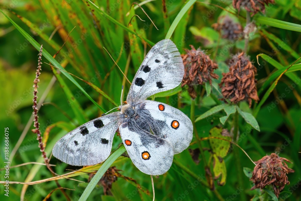 Obraz premium Apollo butterfly (Parnassius apollo) resting in the grass with open wings. White butterfly decorated with large black spots and red eye spots in the natural environment.