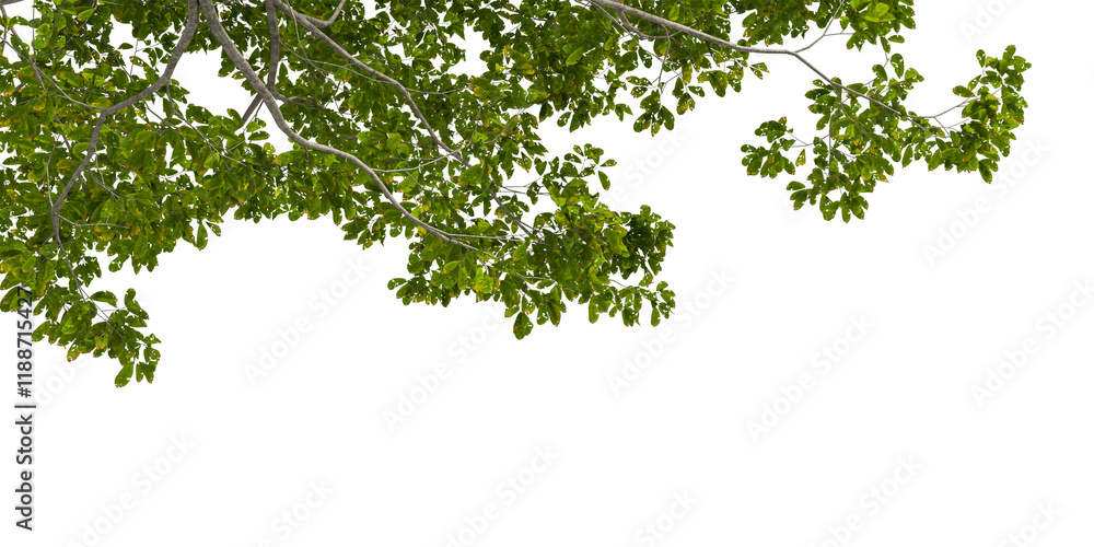 Cut out branch with leaves tree isolated on white Cut out branch with leaves tree isolated on white