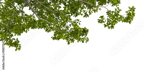  Cut out branch with leaves tree isolated on white