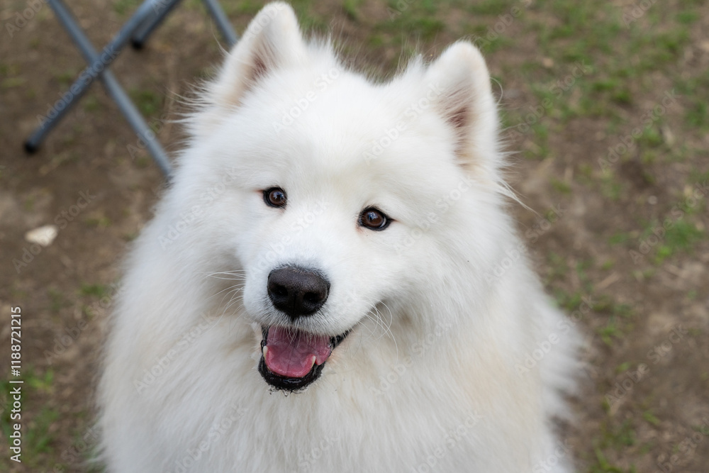 a Samoyed dog enjoying its time on a lush green lawn. The fluffy white coat of the Samoyed shines brightly under the natural sunlight, perfectly complementing the vibrant greenery around a Samoyed dog enjoying its time on a lush green lawn. The fluffy white coat of the Samoyed shines brightly under the natural sunlight, perfectly complementing the vibrant greenery around