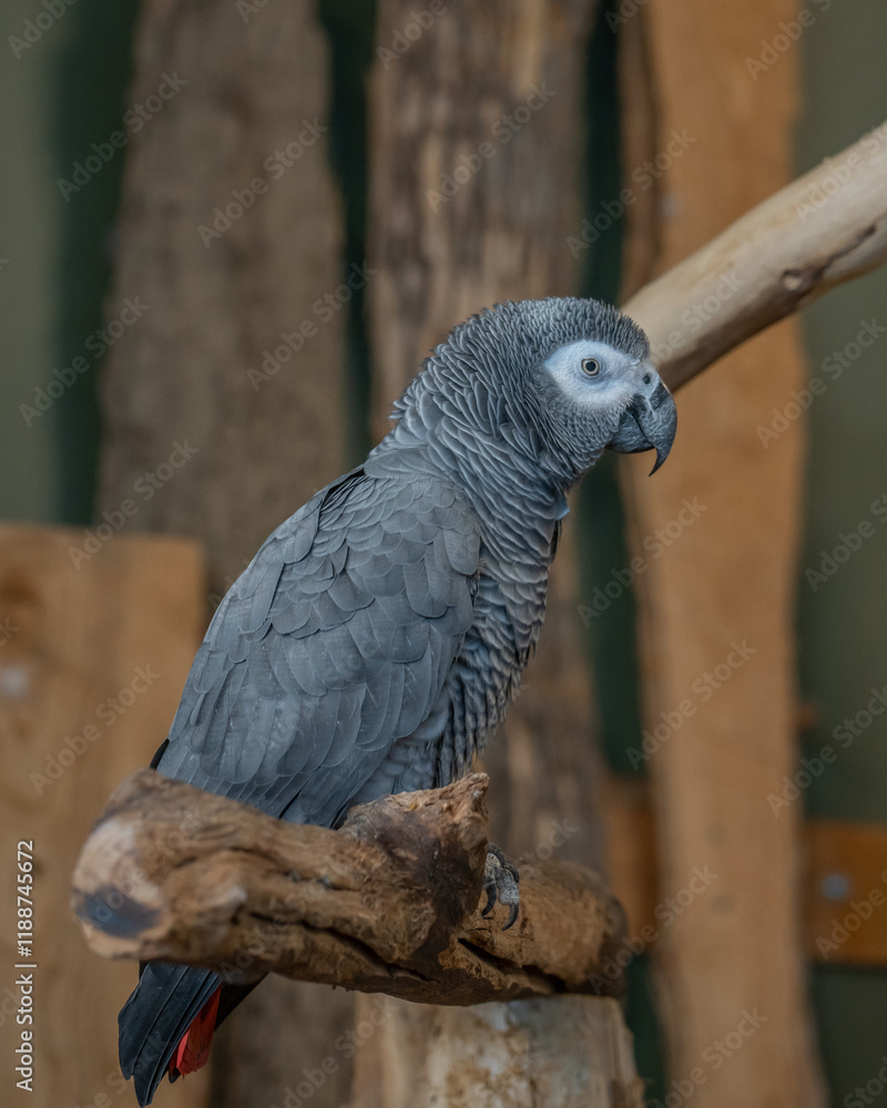 Obraz premium African Grey Parrot