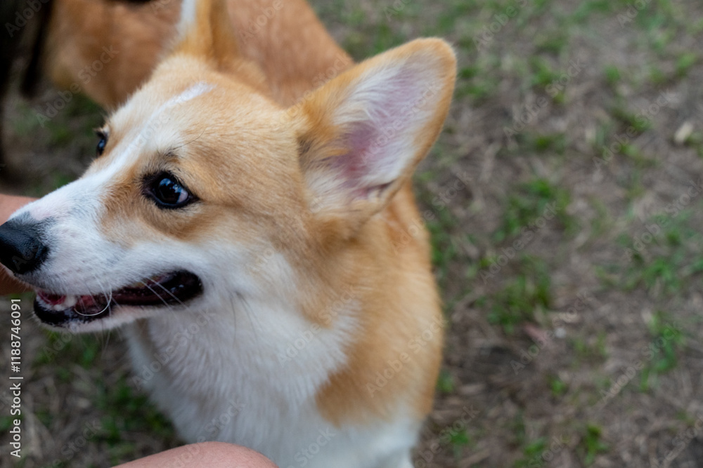 This photo series showcases the adorable charm of Corgis, known for their short legs, long bodies, and expressive faces. Whether they're playfully running in the park, tilting their heads curiously, o This photo series showcases the adorable charm of Corgis, known for their short legs, long bodies, and expressive faces. Whether they're playfully running in the park, tilting their heads curiously, o