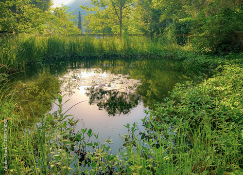Serene pond surrounded by greenery