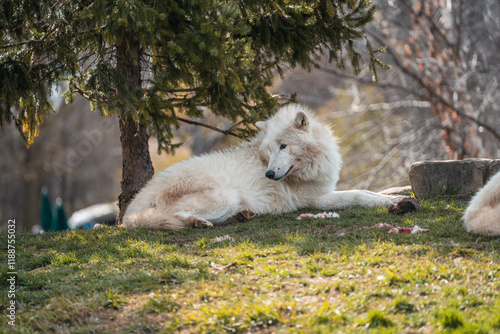 Wolf in the woods