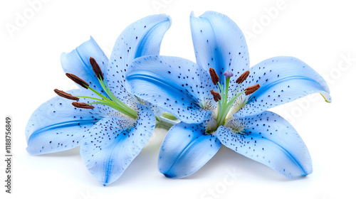 Flowers of a lily , A wedding ornament of fabric flower with almond candy in petals Spring blue bells lily flowers isolated on white background