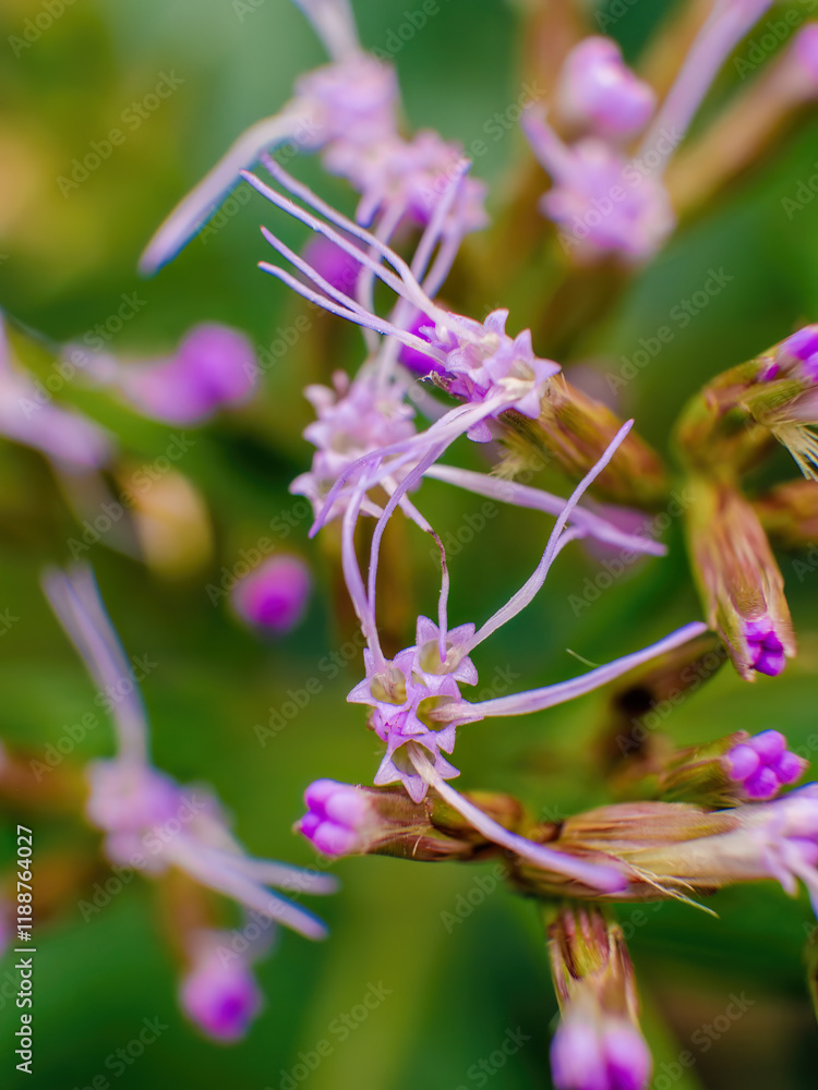 Extreme macro photography of some pink snakeroot buds and flowers growing in a forest near the colonial town o Villa de Leyva, in central Colombia. Extreme macro photography of some pink snakeroot buds and flowers growing in a forest near the colonial town o Villa de Leyva, in central Colombia.