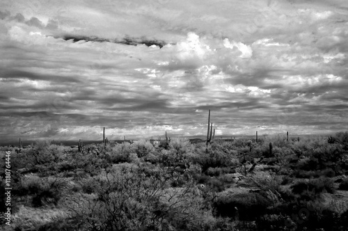 Sonora Desert Arizona in Infrared photo