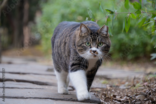 自然公園の飛び石の上を歩いてくる白い靴下をはいてるみたいな模様のキジトラ柄のふとった顔が丸い野良猫 photo