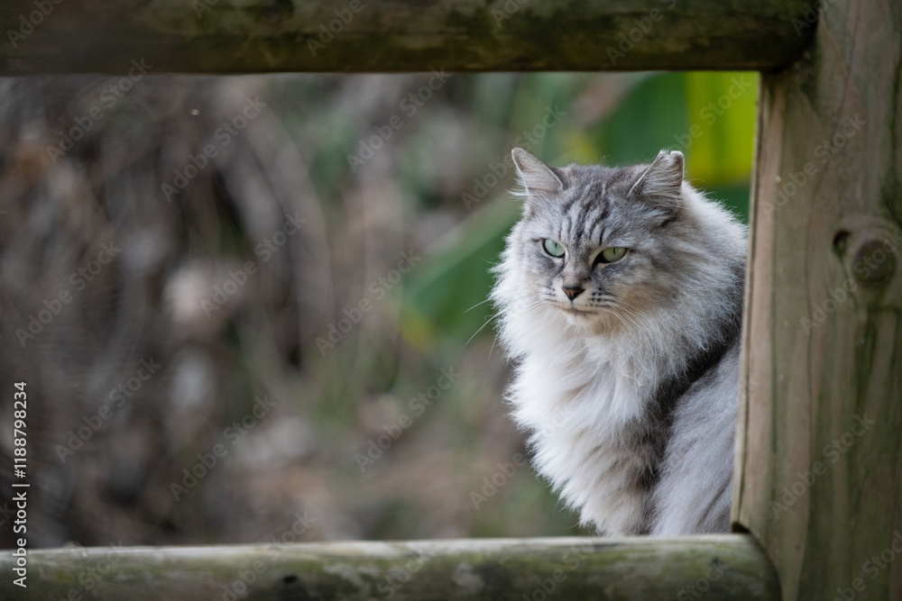 Obraz premium 自然公園の柵の向こうにたたずんでるサバトラ柄の毛が長い野良猫の横顔