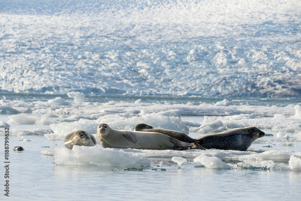Obraz premium seals resting on the ice on the jokulsarlon glacier