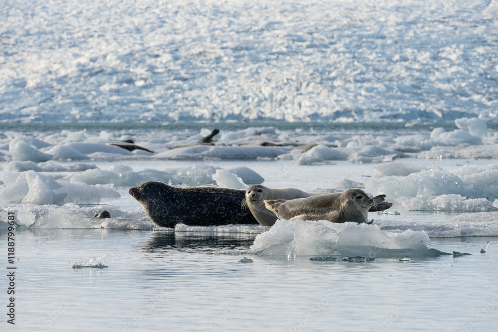 Obraz premium seals resting on the ice on the jokulsarlon glacier
