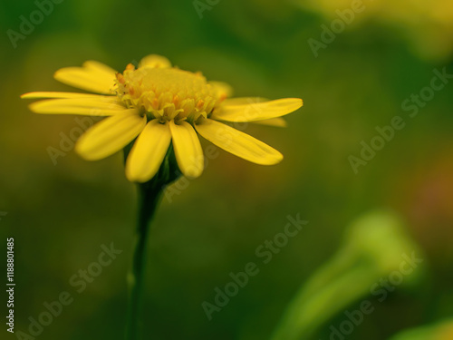 Canvastavla Macro photography of a senecio inaequidens flower, captured early in the morning in a garden in the eastern Andean mountains of central Colombia