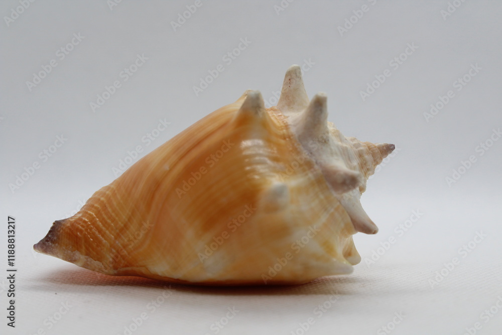 Fighting conch sea shell strombus pugilis isolated on a white background
Fighting conch sea shell strombus pugilis isolated on a white background