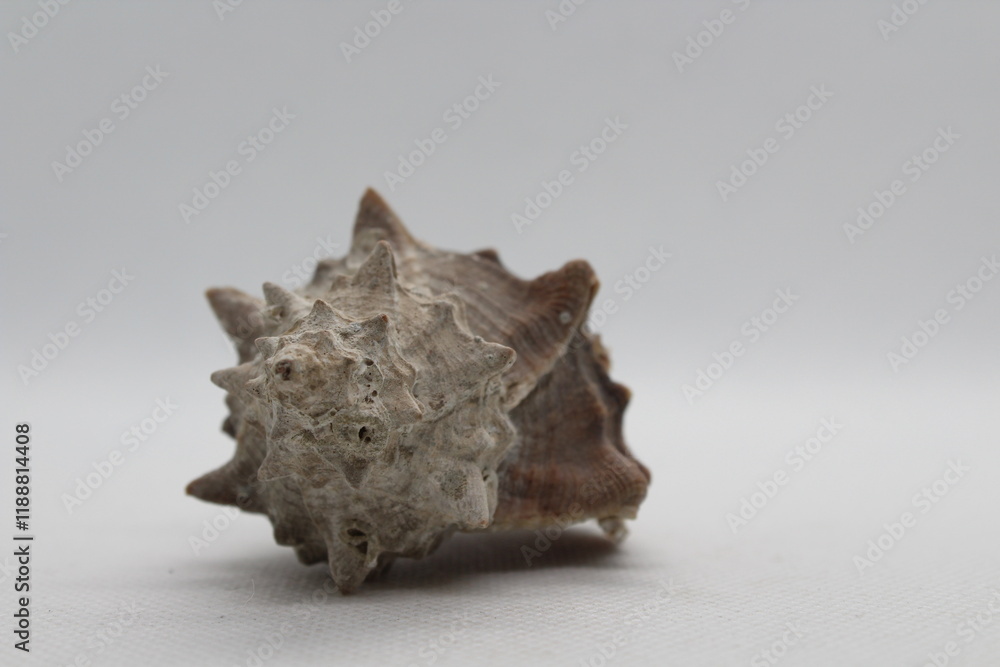 Corneta - Hexaplex trunculus - Murex trunculus, Phyllonotus trunculu isolated on a white background
Corneta - Hexaplex trunculus - Murex trunculus, Phyllonotus trunculu isolated on a white background