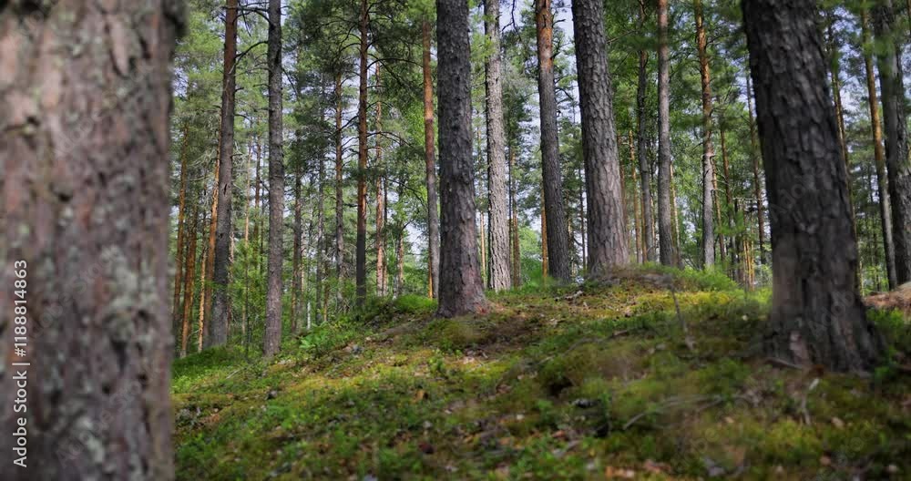 Aerial View of the Forest in Finland. Beautiful nature of Finland. Aerial View of the Forest in Finland. Beautiful nature of Finland.