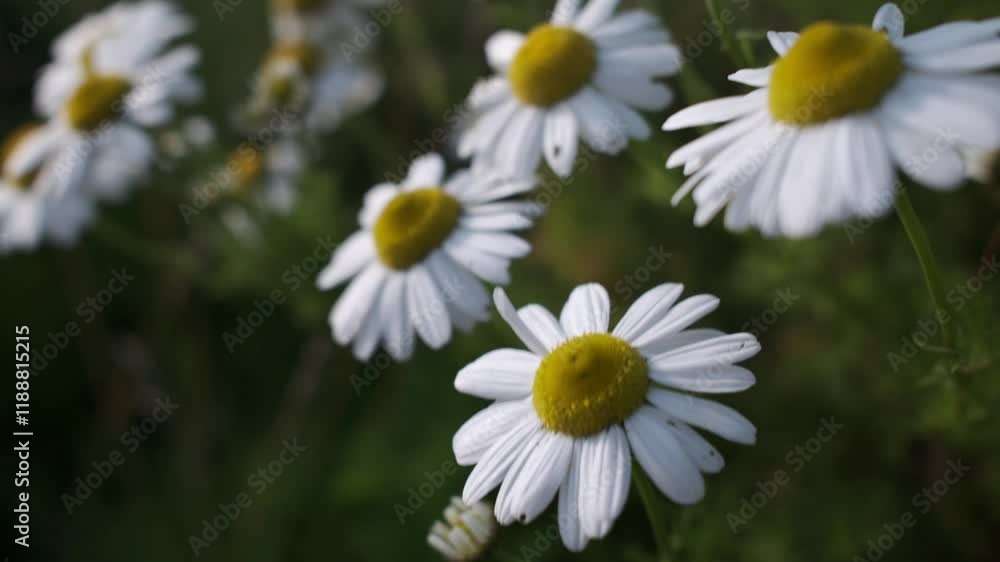 Multiple white daisies with distinct yellow centers are presented. They appear to be growing wild amidst green vegetation. Multiple white daisies with distinct yellow centers are presented. They appear to be growing wild amidst green vegetation.