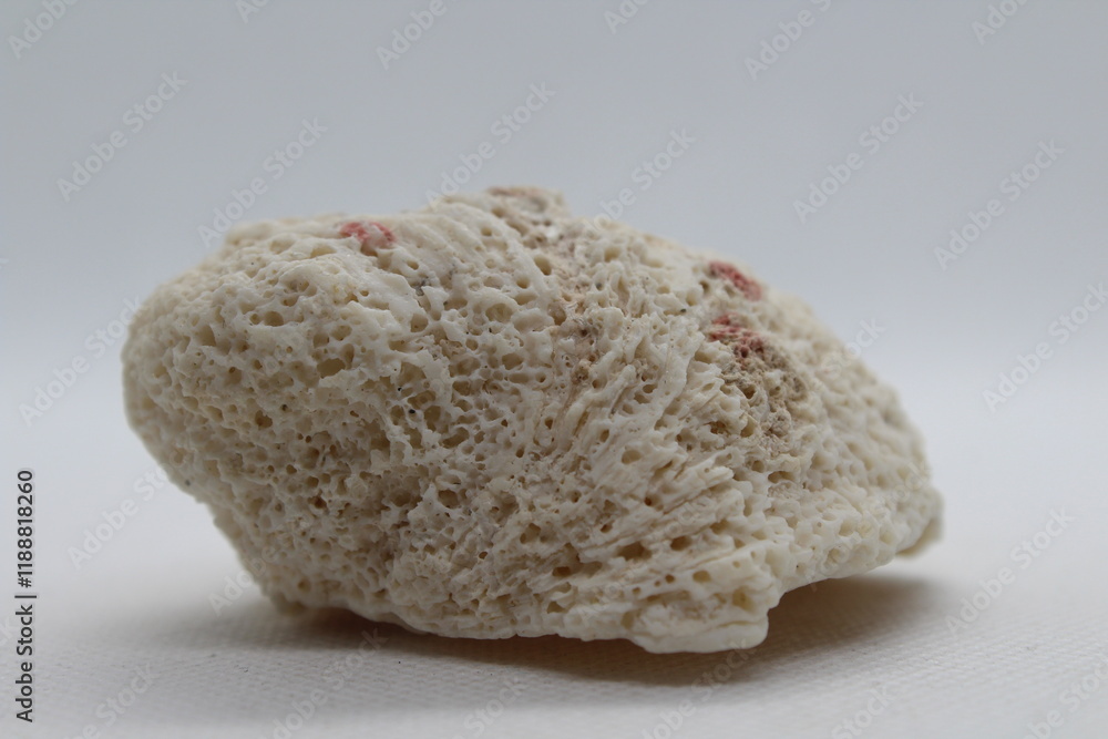 Fossilized sponge isolated on a white background Fossilized sponge isolated on a white background