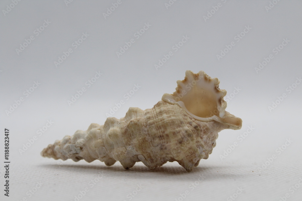 cerithium nodulosum isolated on a white background cerithium nodulosum isolated on a white background