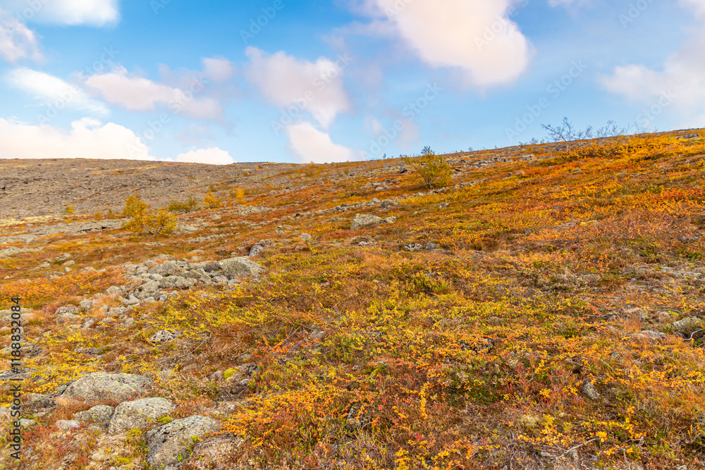 Autumn view of tundra arctic vegetation, growing berries, moss and grass. Green nature background.