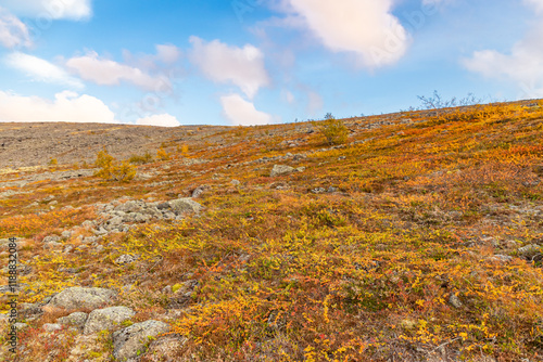 Obraz na płótnie Autumn view of tundra arctic vegetation, growing berries, moss and grass. Green nature background. w salonie
