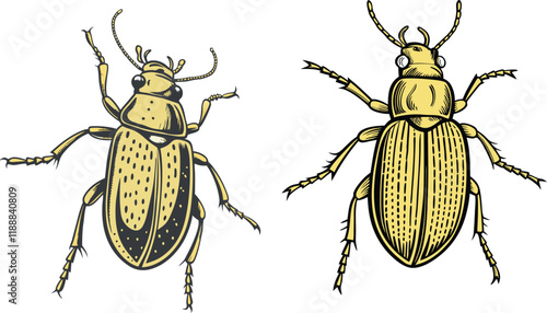 Golden ground beetle bundle design art and illustrator eps