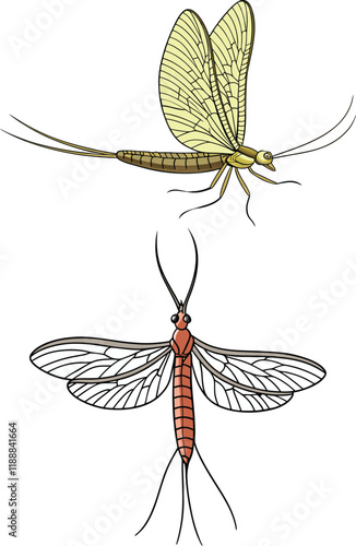 Mayfly bundle design art and illustrator eps