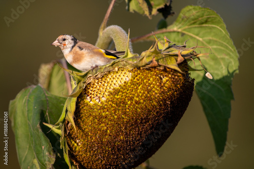 Goldfinch on sunflowe photo