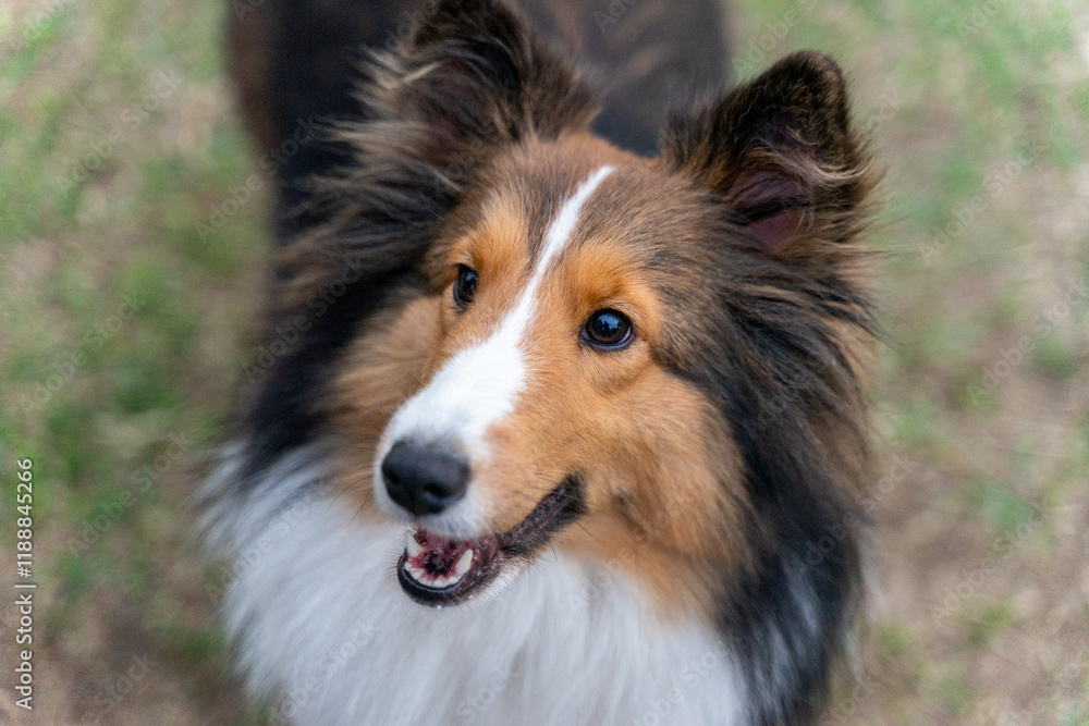 A graceful Shetland Sheepdog, or Sheltie, is featured in this photo, showcasing its elegant fur, alert eyes, and poised stance. The dog's luxurious double coat and intelligent expression A graceful Shetland Sheepdog, or Sheltie, is featured in this photo, showcasing its elegant fur, alert eyes, and poised stance. The dog's luxurious double coat and intelligent expression