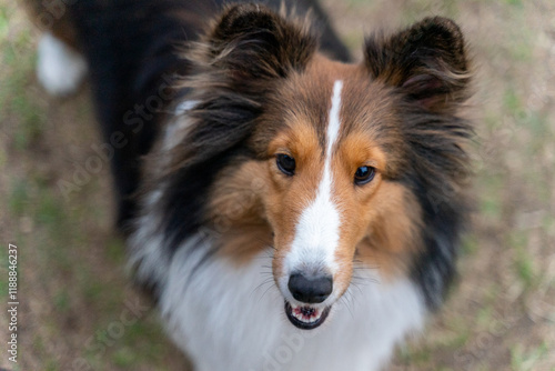 A graceful Shetland Sheepdog, or Sheltie, is featured in this photo, showcasing its elegant fur, alert eyes, and poised stance. The dog's luxurious double coat and intelligent expression
