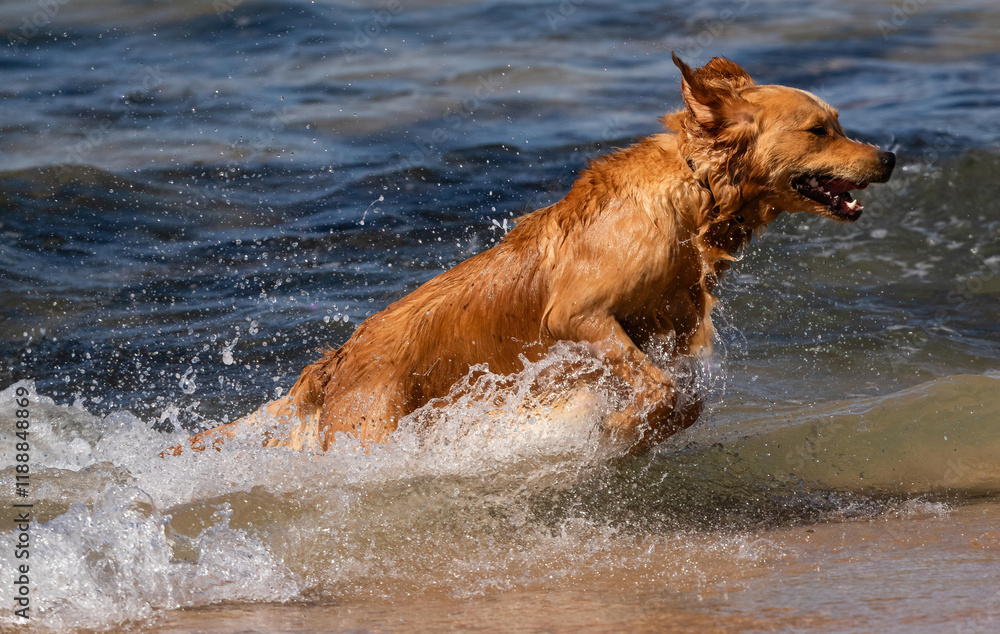 Brown dog rushing from the ocean after retrieving a stick Brown dog rushing from the ocean after retrieving a stick