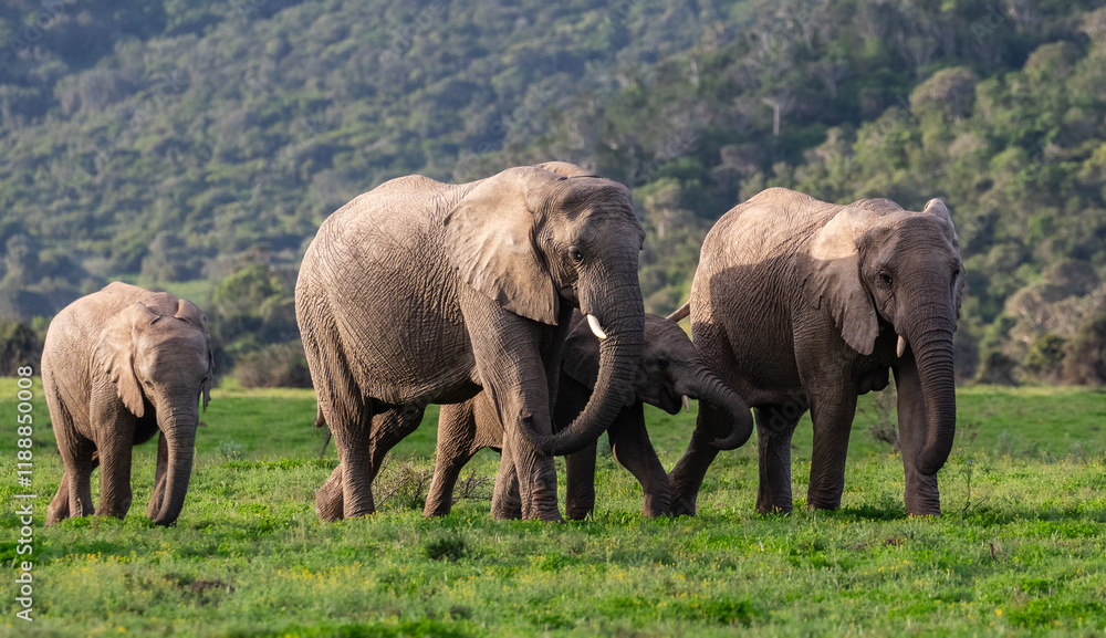 Obraz premium Elephant family walking in green vegetation