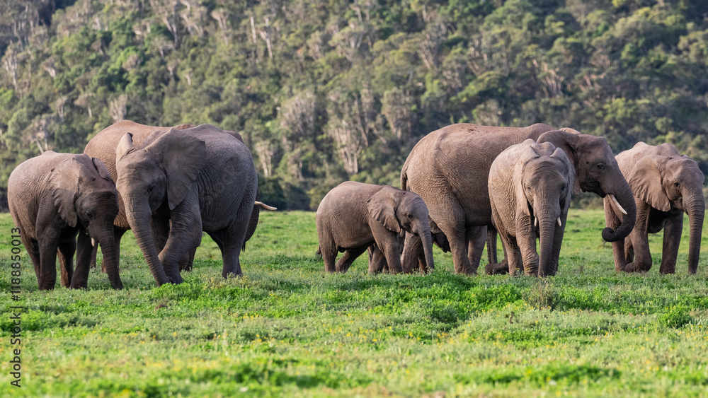 A herd of elephants feeding in lush green vegetation A herd of elephants feeding in lush green vegetation