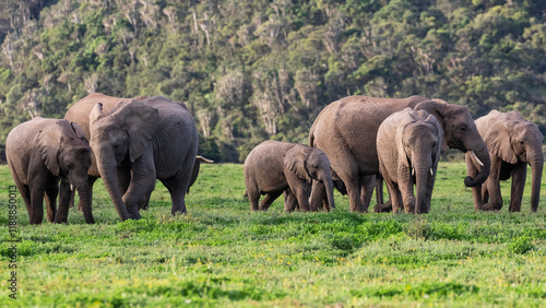 Photography A herd of elephants feeding in lush green vegetation