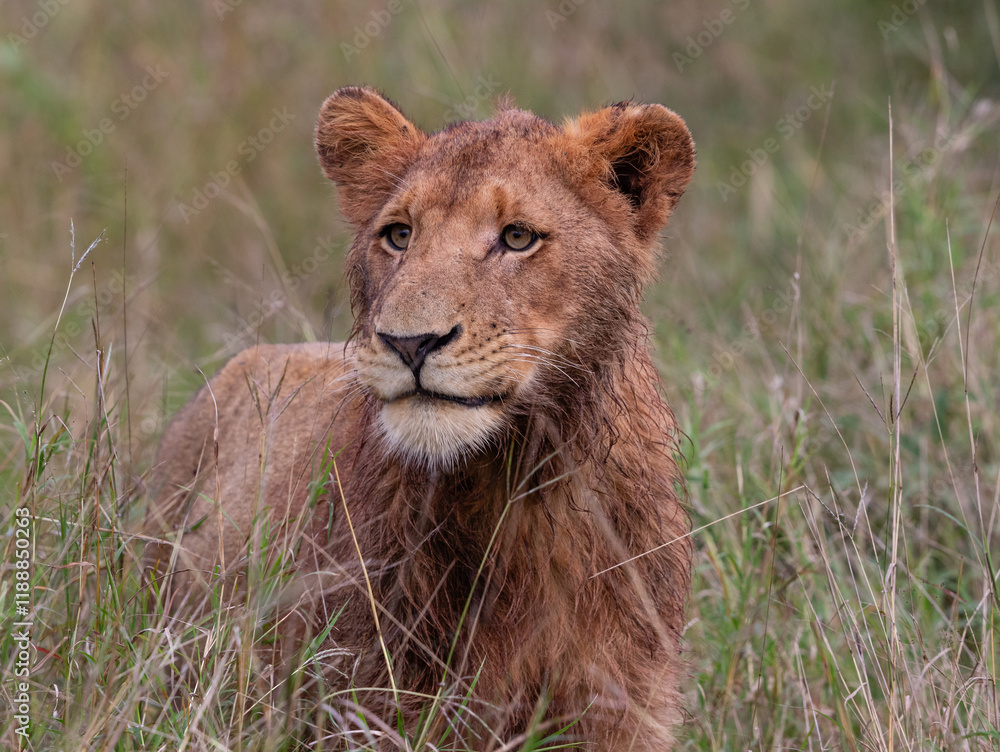 Naklejka premium Portrait of a young male lion in long green grass