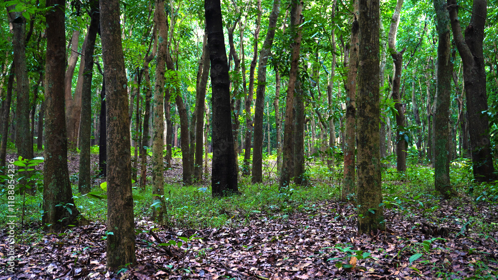 Obraz premium Calm Forest with Dense Trees and Fresh Greenery in Natural Daylight