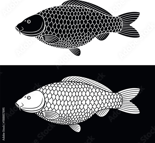 Carp outline. Isolated carp on white background