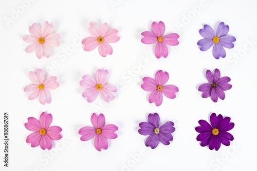 Gradient Petal Harmony