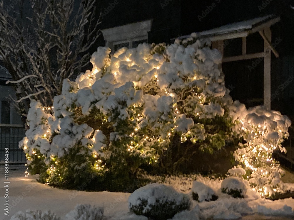 Obraz premium Beleuchteter Strauch im Garten, vor altem Fachwerkhaus im tiefen Schnee Leuchtet in der Dunkelheit