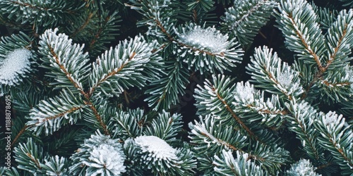 A detailed view of evergreen branches covered in snow during the winter season, showcasing the beauty of natures frosty touch on the evergreens in wintertime. photo