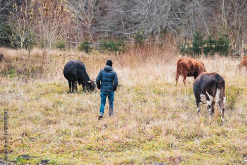 Фотография A lone figure strolls through a serene pasture, surrounded by grazing cattle