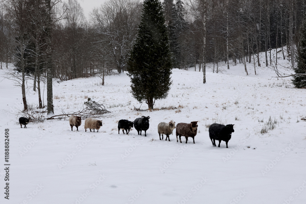 Ταπετσαρία Sheep in the snow