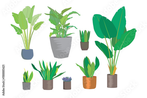 indoor plant- bird of paradise, banana plant, snake plant, Succulents 