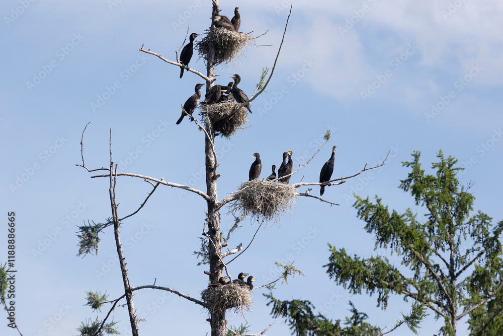 Many great cormorant nests in the trees