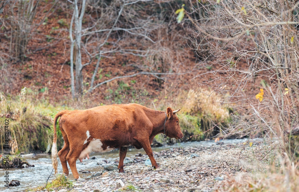 A brown cow wanders near a gentle stream surrounded by autumn leaves and barren trees, embodying the peaceful charm of rural life. The scene captures nature’s beauty and simplicity A brown cow wanders near a gentle stream surrounded by autumn leaves and barren trees, embodying the peaceful charm of rural life. The scene captures nature’s beauty and simplicity