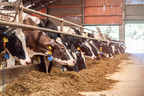Group of cows at cowshed eating hay or fodder on dairy farm.