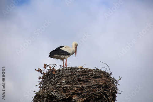 Ein Storch im Nest beim füttern des Nachwuchs.  photo